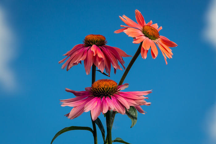 Échinacée de Montréal - trois fleurs