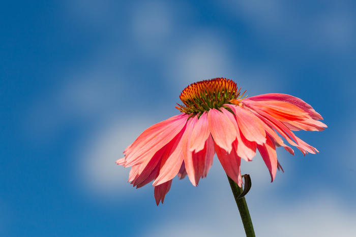 Échinacée de Montréal - fleur unique