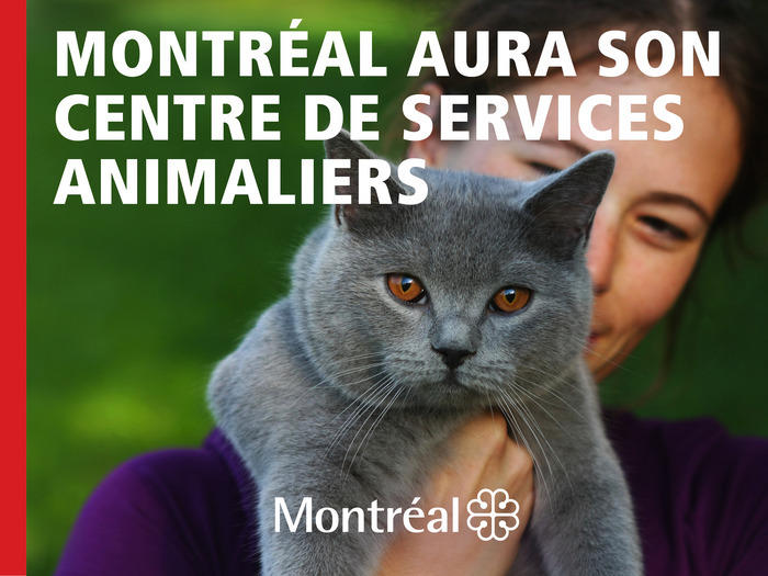 Fond Scene CentreAnimalier CHAT V1
