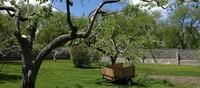 RHSJ, verger du jardin productif