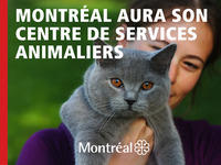 Fond Scene CentreAnimalier CHAT V1